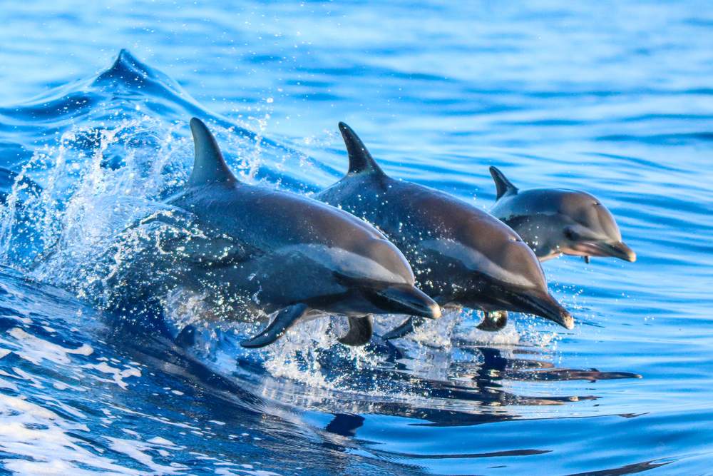 dolphin spotting in gran canaria